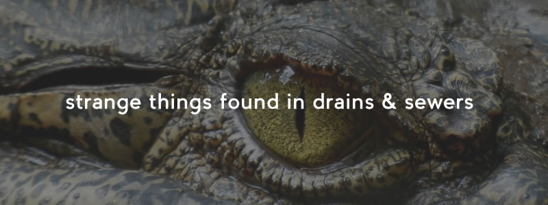 5 Strange Things Found in Drains