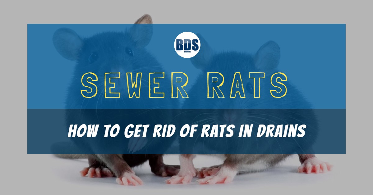 Sewer Rats: How to Get Rid of Rats in Drains