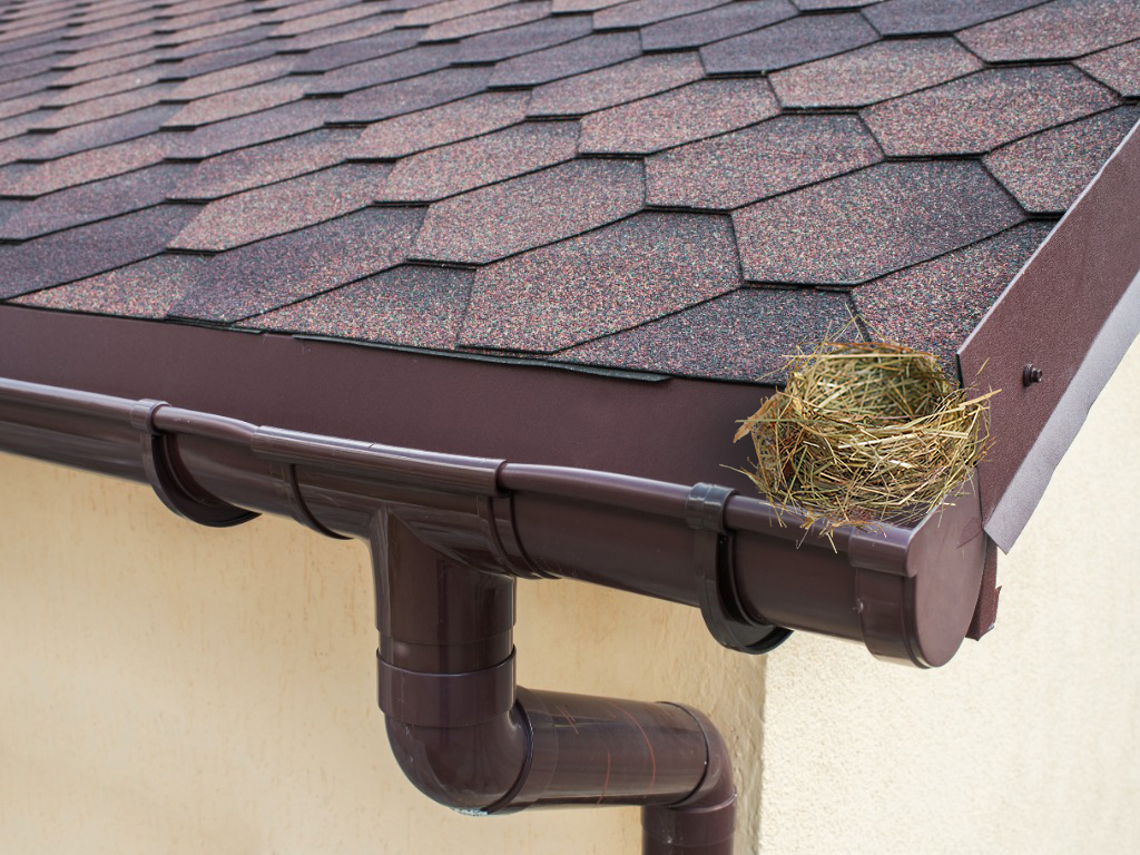 bird nest in gutter