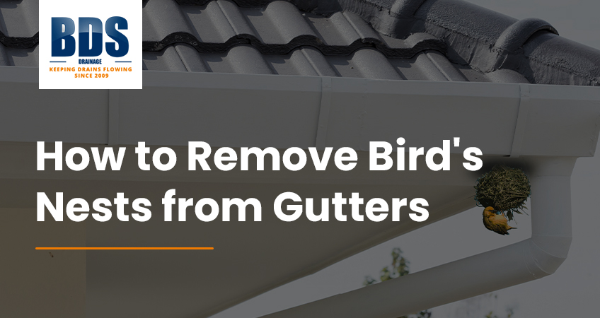 How to remove bird’s nests from gutters?