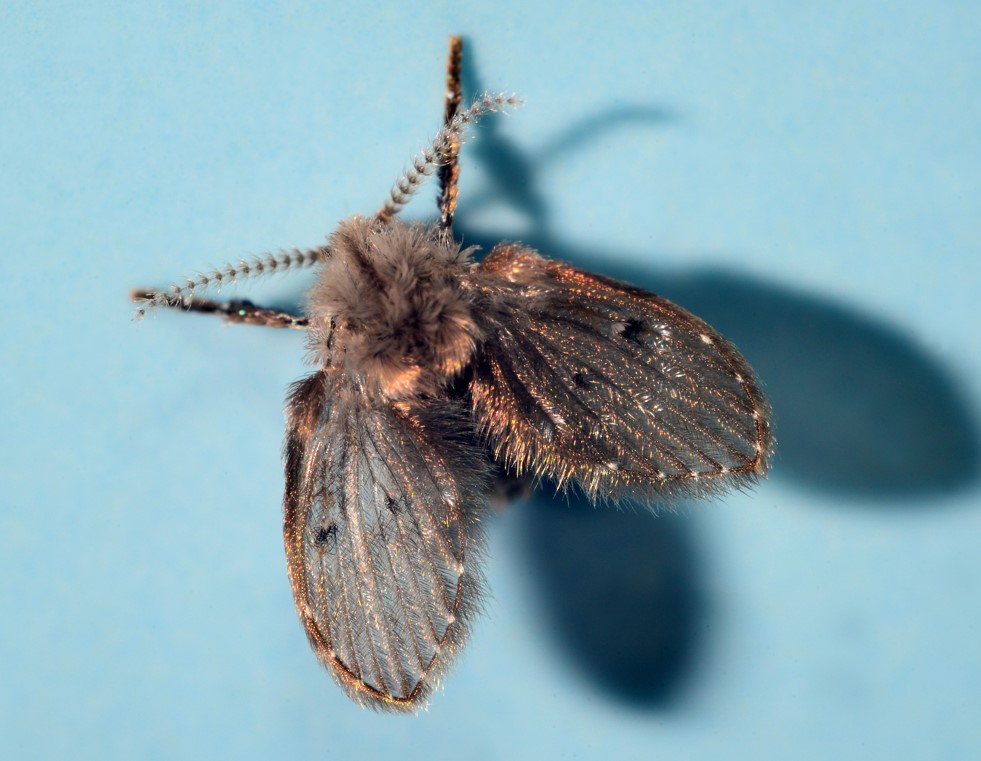 drain flies