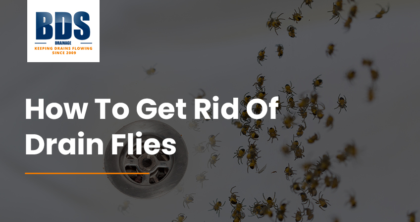 How to Get Rid of Drain Flies